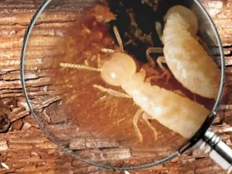 diagnostic termites avant traitement par ISSALY