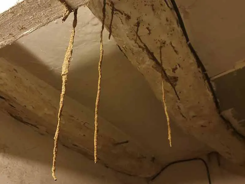 Galleries tunnels de termites ou cordonnets de termites observés dans une maison à Narbonne département de l'Aude