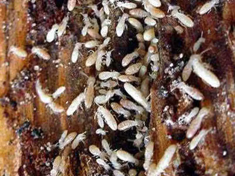 Photos de Termites découverts sur Narbonne sur le département de l’Aude par Pierre Jardin