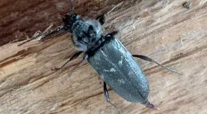 traitement-charpente-traitement-bois-issaly-contre-les-insectes-a-larves-xylophages-departement-aude-narbonne-carcassonne-castelnaudary