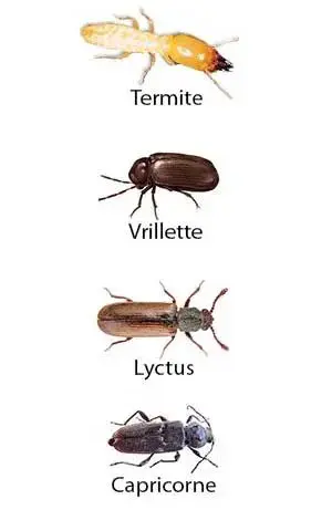 Traitement bois et charpente contre les termites, vrillettes, capricornes des maisons, lyctux, hespérophane, sirx, lytus IASSALY intervient sur le département de l'Aude à Castelnaudary, Carcasonne...