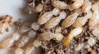 traitement termites Issaly-departement-aude-narbonne-carcassonne-castelnaudary
